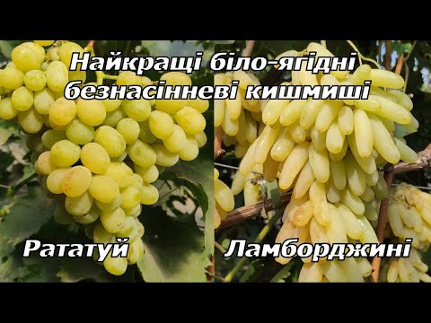 Видео: Кишмиш Рататуй та Ламборджині 2024