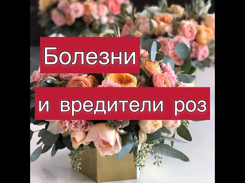 Видео: Моя схема «профилактика от болезней и вредителей роз» на весь сезон.