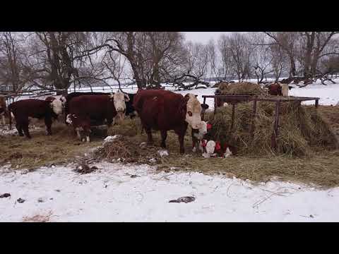 Видео: ФЕВРАЛЬСКИЕ ХОЛОДА..... НАСТОЯЩЕЕ ИСПЫТАНИЕ ДЛЯ ГЕРЕФОРДОВ!