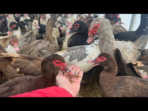 Видео: Зимнее содержание индоуток в теплице. На улице -30. Кормлю личинкой чёрной львинки