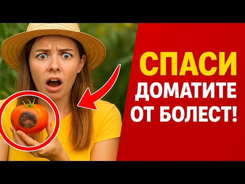 Видео: Как да спасим доматите от болести: 7 стъпки за богата реколта (фитофтора, гниене)
