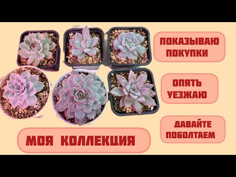 Видео: #мояколлекция Суккулентов | Мои покупки |Опять уезжаю |Давайте поболтаем ☆☆☆