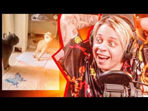 Видео: Пандекс Смотрит МЕМЫ С ЖИВОТНЫМИ (Funny Animals)