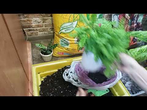 Видео: Французкая булочка приехала!Пересадка новинок и укореняшек,черенкование Филодендрона.