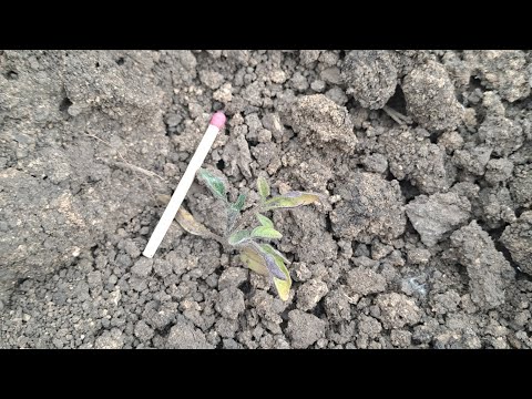 Видео: Что выросло с таких помидор #дача #помидоры