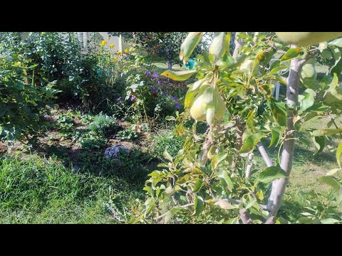 Видео: Органическая грядка с осени  Томат Сержант пеппер 22.09.25