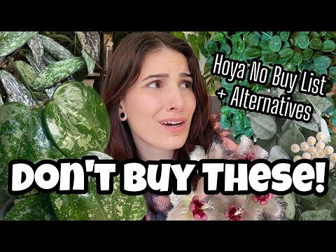 Видео: 8 ХОЙЯ, КОТОРУЮ Я НИКОГДА НЕ КУПЛЮ + АЛЬТЕРНАТИВЫ!! 🌿 Список не для покупки в 2025 году