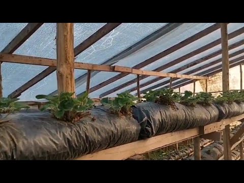 Видео: /Малообъемка клубника! /Сорта которые пережили зиму! /