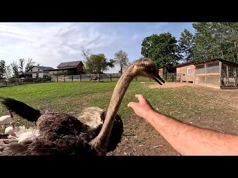 Видео: ПОПОЛНЕНИЕ НА ХУТОРЕ ! ГОТОВЛЮСЬ К ЗИМЕ ! УТЕПЛЯЙТЕСЬ ПРАВИЛЬНО ! [Жизнь в деревне]