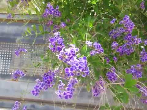 Видео: Красавица Дуранта ползучая (Duranta erecta (repens) LКирьят-Ям.Израиль.Israel