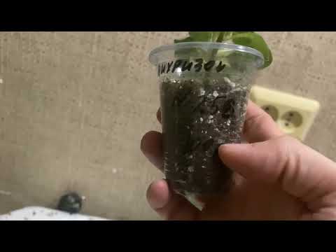 Видео: Излишки комнатных растений. Комнатные цветы почтой!!!