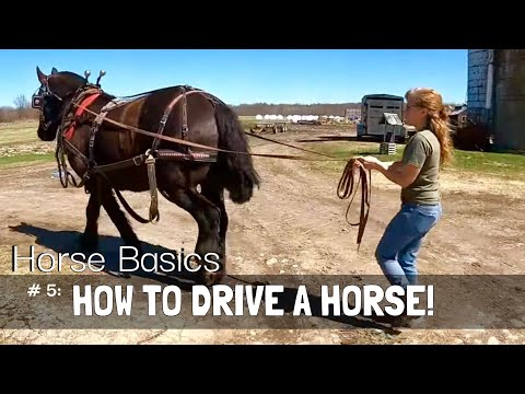 Видео: ОСНОВЫ ВЕРХОВОЙ ЕЗДЫ №5: КАК УПРАВЛЯТЬ ЛОШАДЬЮ?
