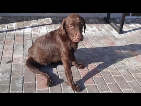 Видео: О Лабрадора тушили бычки, не кормили, не поили, избивали и сломали ребро