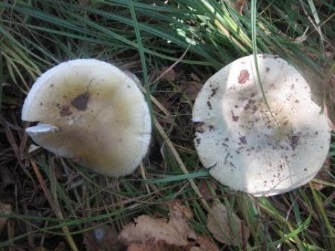 Видео: Сравнение бледной поганки и зеленой сыроежки (Amanita phalloides vs Russula aeruginea)