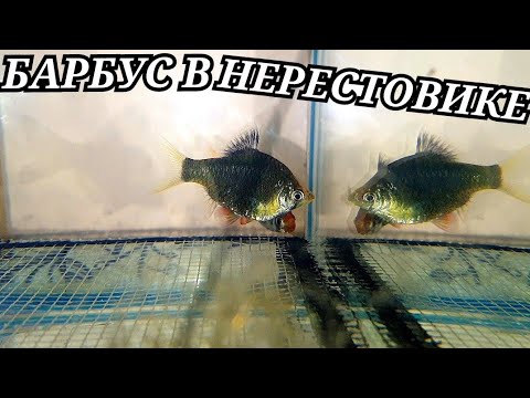 Видео: Как прошли первые нересты барбусов?