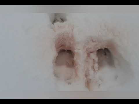 Видео: Минусы удаленной пасеки.