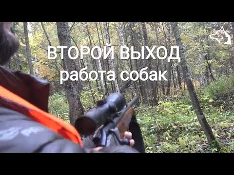 Видео: Начались подъёмы лосей! Работа собак питомника "Урал"