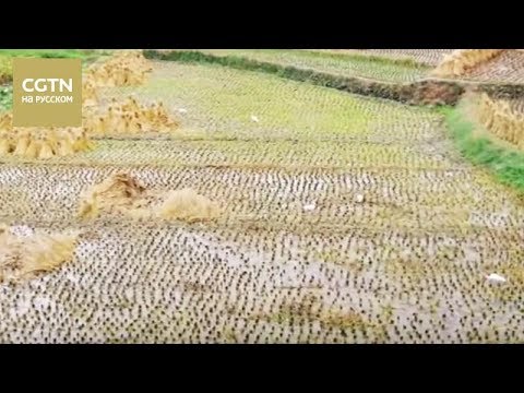 Видео: Китай с птичьего полета Серия 4 Шэньси Часть 1 [Age0+]