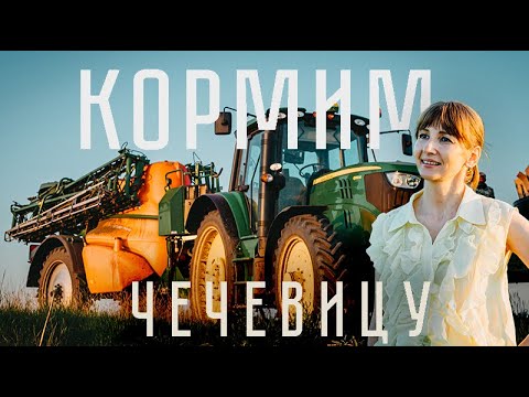 Видео: С ЭТИМИ ПРЕПАРАТАМИ ЧЕЧЕВИЦА СОЗРЕВАЕТ В 2 РАЗА БЫСТРЕЕ!