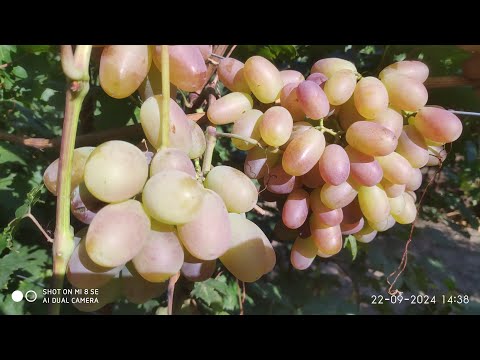 Видео: Виноград в сентябре как ему помочь, чем подкормить, как выглядят новинки