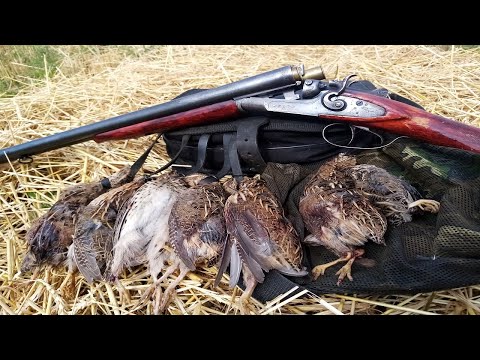 Видео: Охота на ПЕРЕПЕЛА с КУРЦХААРОМ и ТОЗ БМ в ПШЕНИЦЕ и ЯЧМЕНЕ 2021