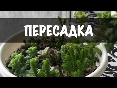 Видео: Пересадка композиції із сукулентів. Садок із сукулентів