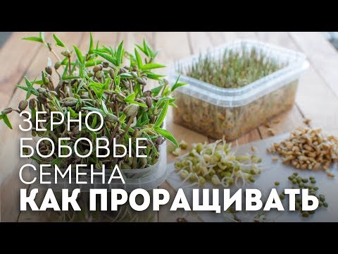 Видео: КАК ПРОРАЩИВАТЬ зерно, бобовые, семена🍴Жизнь - Вкусная!