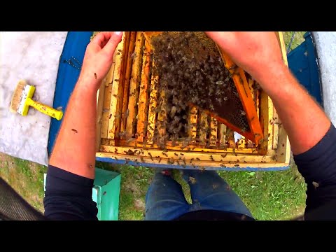 Видео: Растяпа на пасеке готовит пчёл к зимовке! Так можно и всю пасеку потерять. Как собрать гнездо в зиму