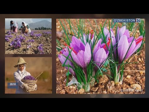 Видео: Перспективы по выращиванию шафрана в Джизаке