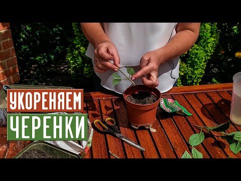 Видео: Размножение гортензии черенками 🌱 Как не допустить ошибок? / Садовый гид