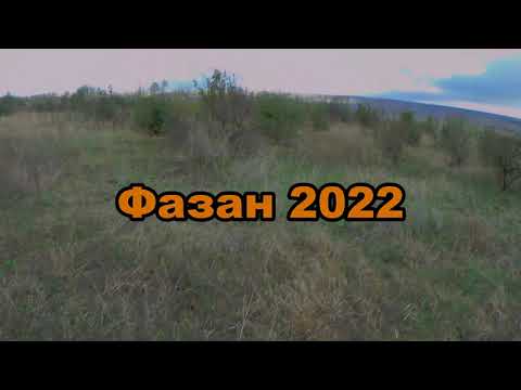 Видео: Фазан 2022. Охота на фазана. Охота с курцхааром.
