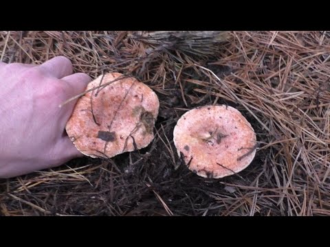 Видео: За ЦАРСКИМИ ГРИБАМИ В ЛЕС! СОСЕД ГРИБНИК ЗАБЛУДИЛСЯ В ЛЕСУ!