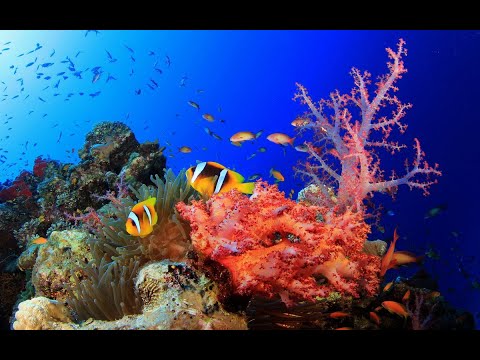 Видео: Морской аквариум спустя 4 месяца,что с ним стало 👀