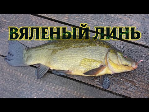 Видео: Вяленый линь - отменная закуска