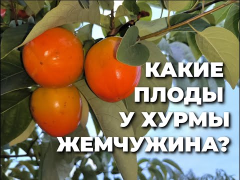 Видео: Почему плоды хурмы могут отличаться?