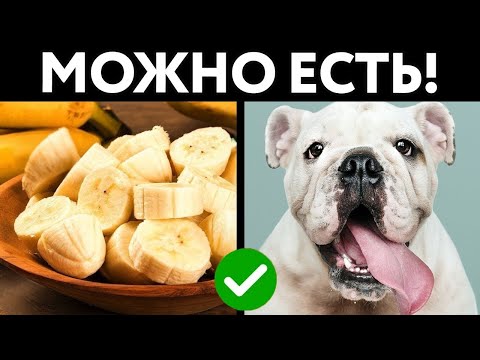 Видео: Человеческая Еда Со Стола, Которую МОЖНО ДАВАТЬ СОБАКАМ