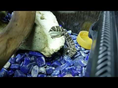 Видео: Кормление малышей гекконов: гадюкового и гемитеконикса. Под бдительным надзором кота Мурлока.