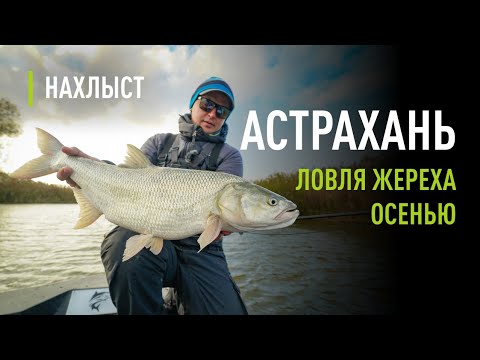 Видео: Ловля ЖЕРЕХА в НОЯБРЕ. Как НОВИЧКУ поймать рыбу. Рабочие СТРИМЕРЫ и проводка.