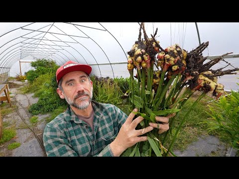 Видео: Продолжает расти в высокой туннельной теплице