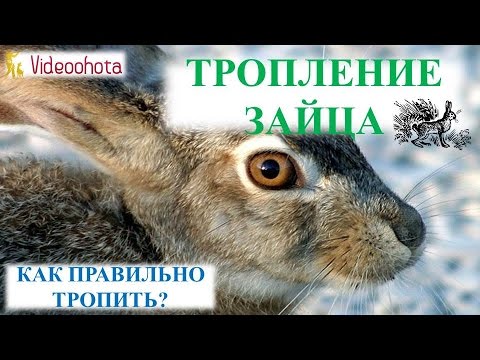 Видео: Тропление зайца! ПРАКТИЧЕСКИЙ урок - Videoohota