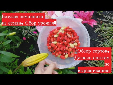 Видео: Ремонтантная, безусая земляника из семян. Обзор сортов. Делюсь опытом по выращиванию