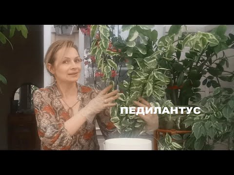 Видео: ПЕДИЛАНТУС /УХОД ,ПЕРЕСАДКА