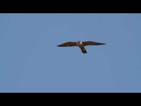 Видео: соколиная охота