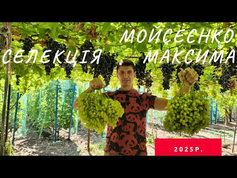 Видео: Селекция Мойсеенко Максима 2025г.