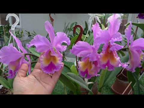 Видео: Цветение ноябрь 2025.Dinard 'Blue Heaven', Cattleya Fulvescens