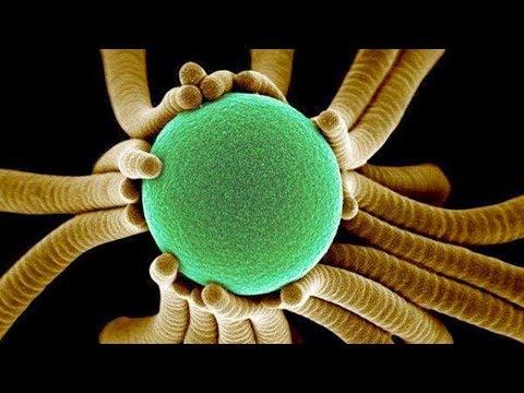 Видео: Фантастические снимки, сделанные электронным микроскопом