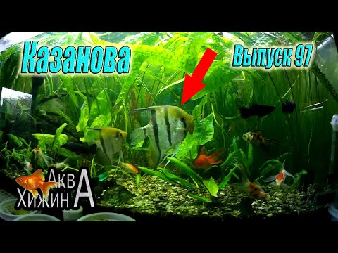 Видео: Скаляр - гуляка или Ещё один нерест! (Аква Хижина, выпуск 97)
