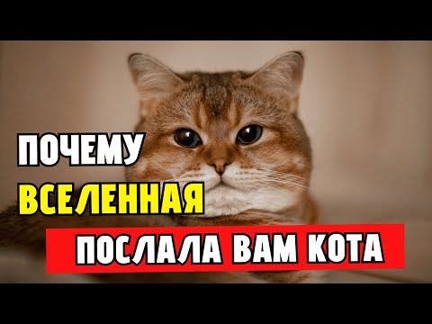 Видео: Почему кошка появилась в вашей жизни! ЧЕМУ УЧАТ КОШКИ!