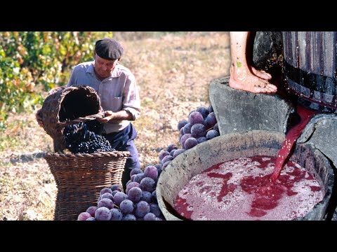 Видео: Виноделы. Изготовление домашнего вина по старинным технологиям для семейного потребления.