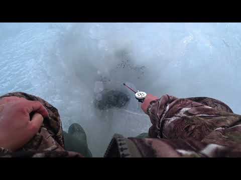 Видео: Сестрорецкий Курорт. Наловил окуня. Рыбалка 10.04.22.